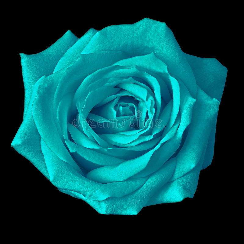 CyanRose