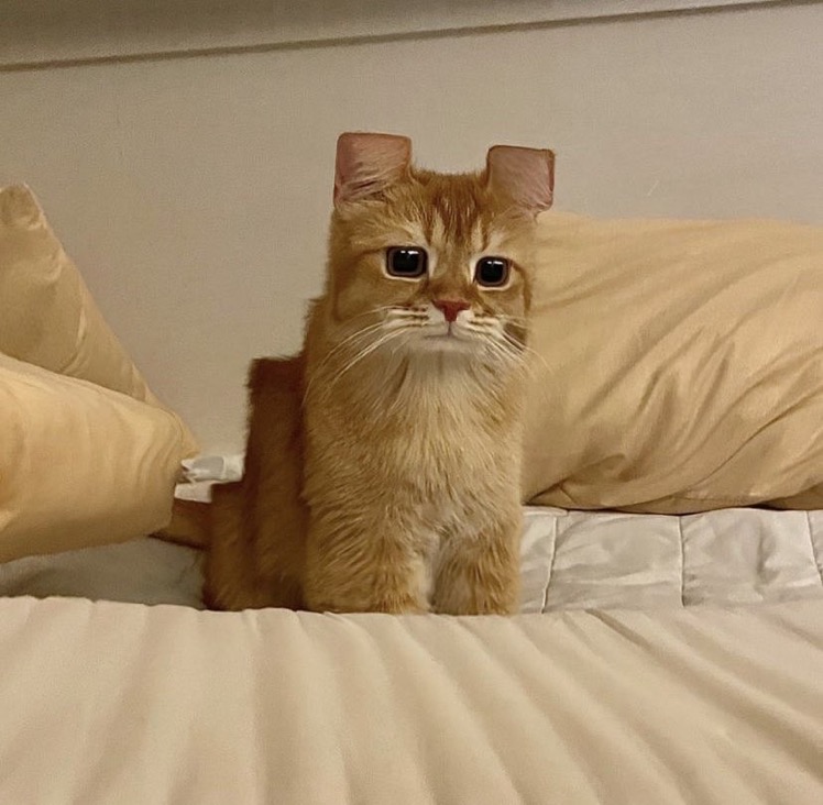 ぽてとのぽてち