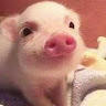 我是pig