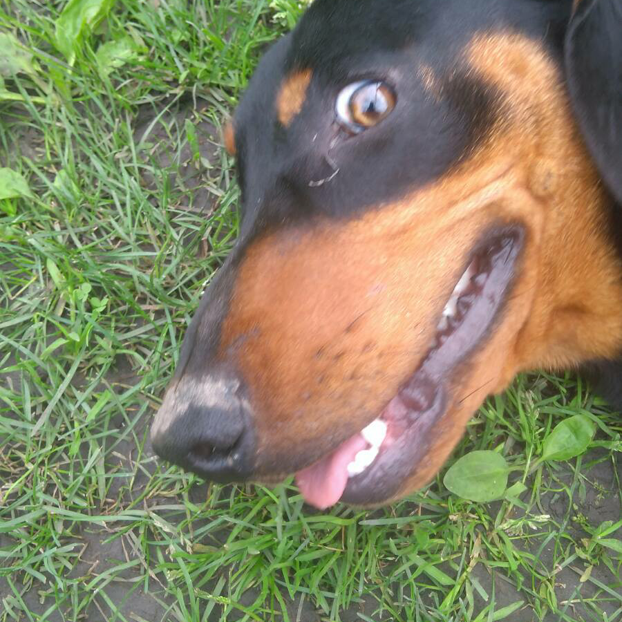 Тімбуру Козир