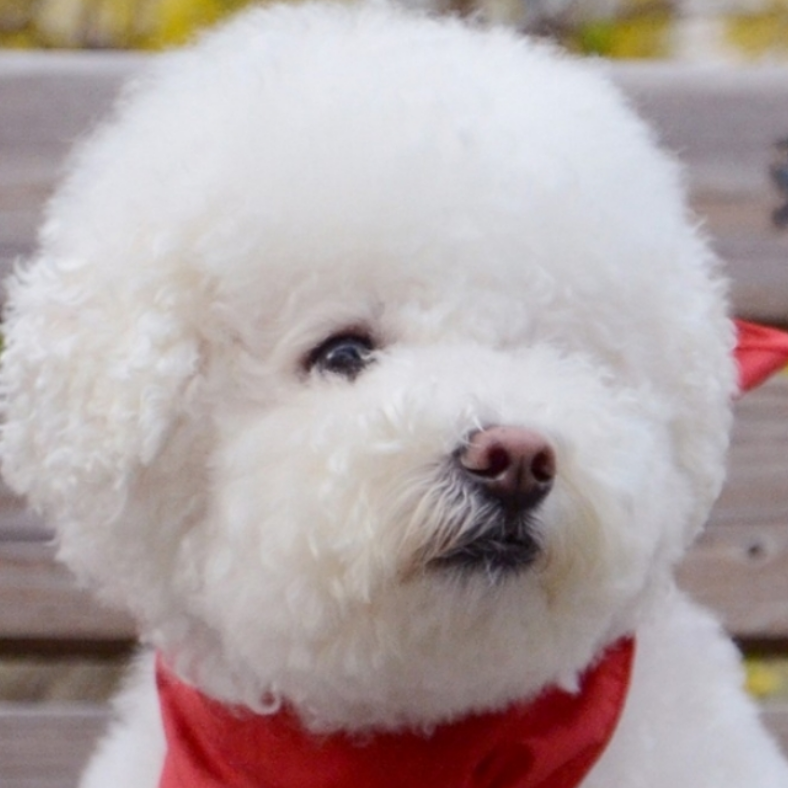 Томоо Томоо