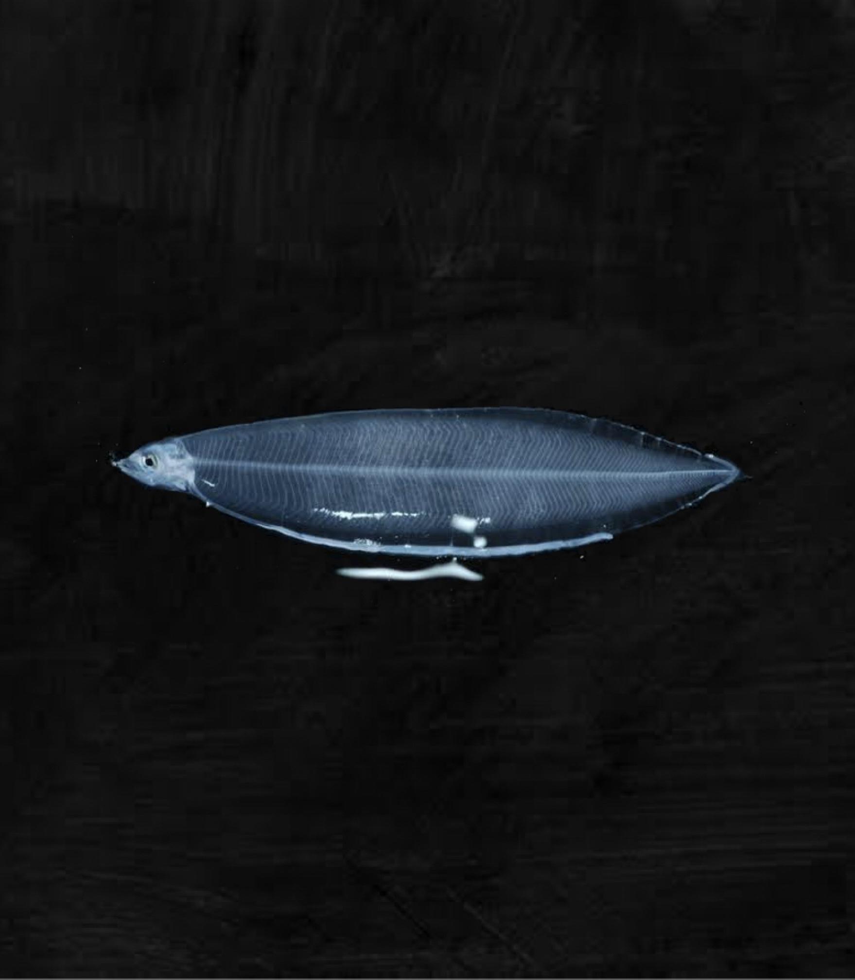 れぷとけふぁるす