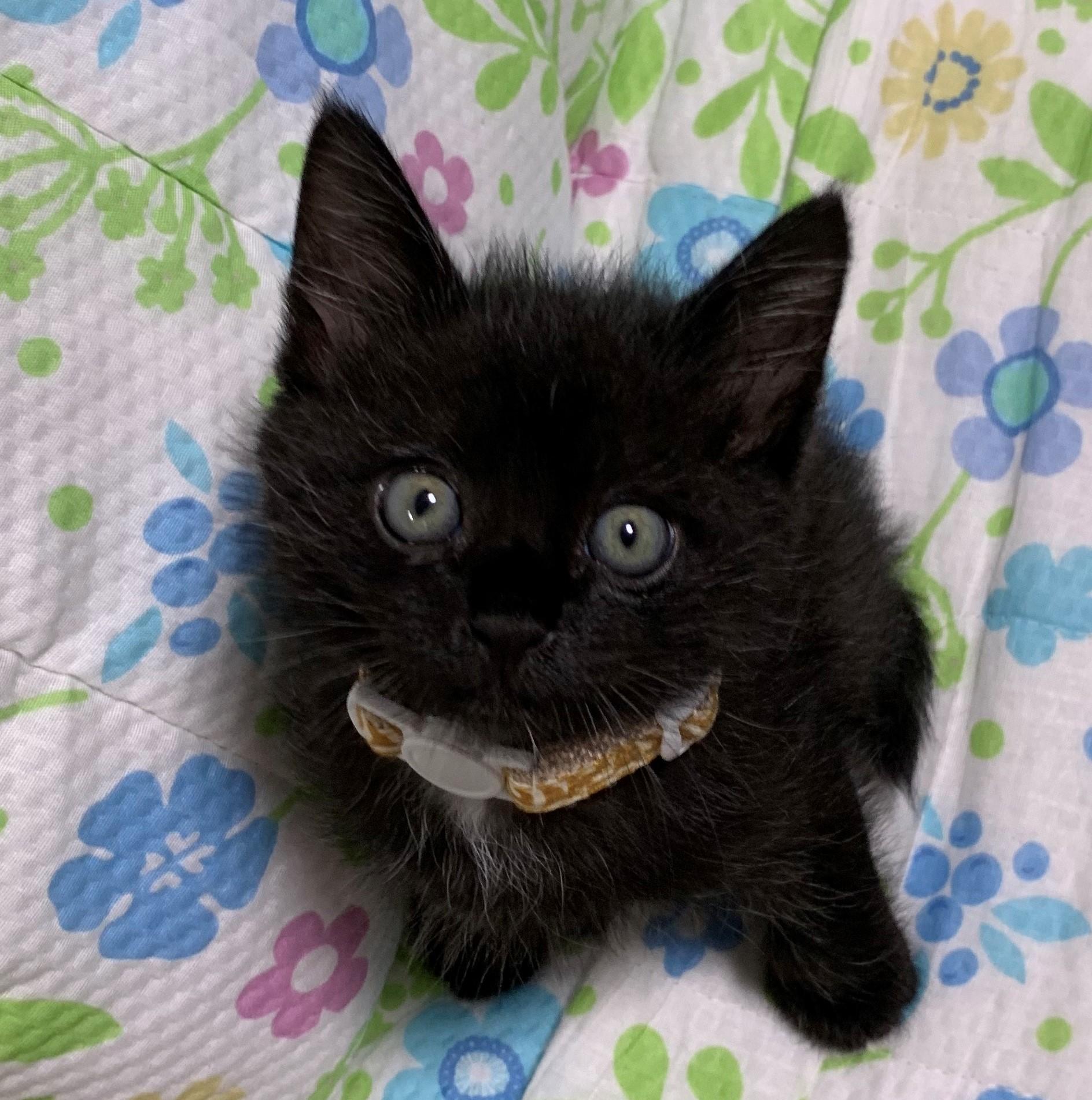 黒猫ミャァオ