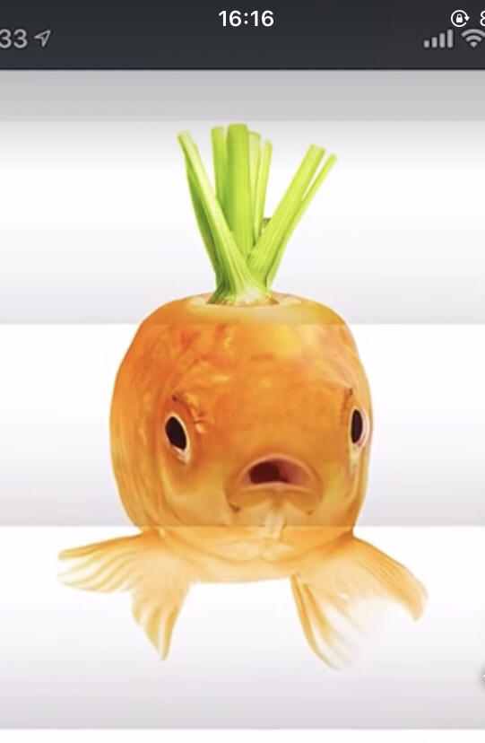 エミリアのシャケ