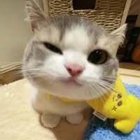 TinyBunny
