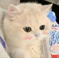 Lý Đình Mẫn