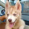 wenyy Hasky