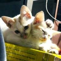 NiytieCat