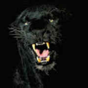 Black Jaguar
