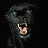 Black Jaguar