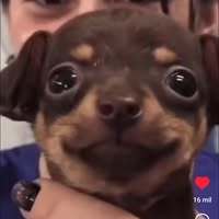 BreezyPuppy