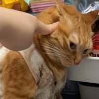 nOmNoMaKai