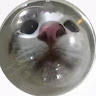 Katz