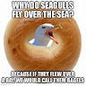 Seagul Beagul