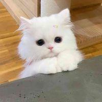 JumpyKitten