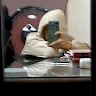 TinyLion