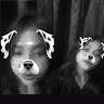 BreezyFox