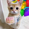 BouncyKitten