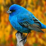 passaro azul