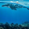 whale