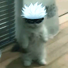 gojo cat
