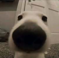 hehe