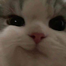 SneakyBunny