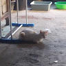 SparkyKitten