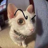 dungnotgay