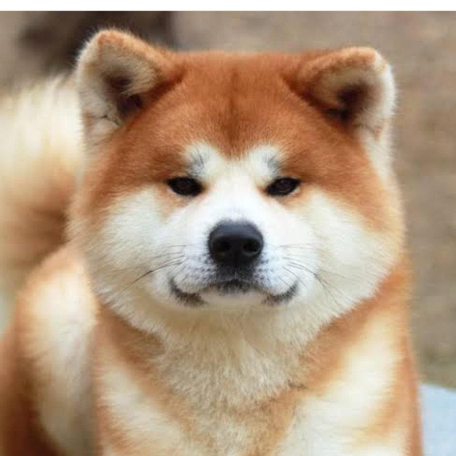 Shiba
