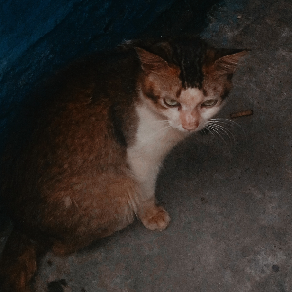 Bangali recipe. com 4511