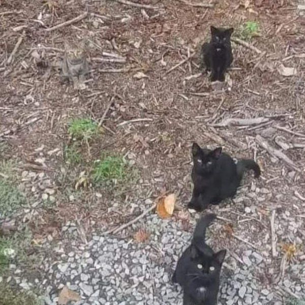 Ana Lucia Pereira Maia