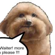 puppy