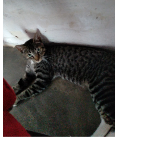 gato da casa 