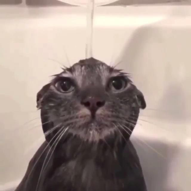pathetic wet cat