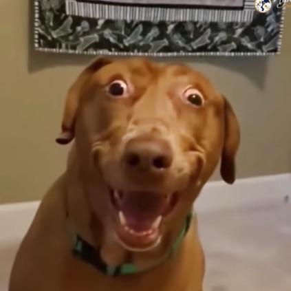 TriQuocDam