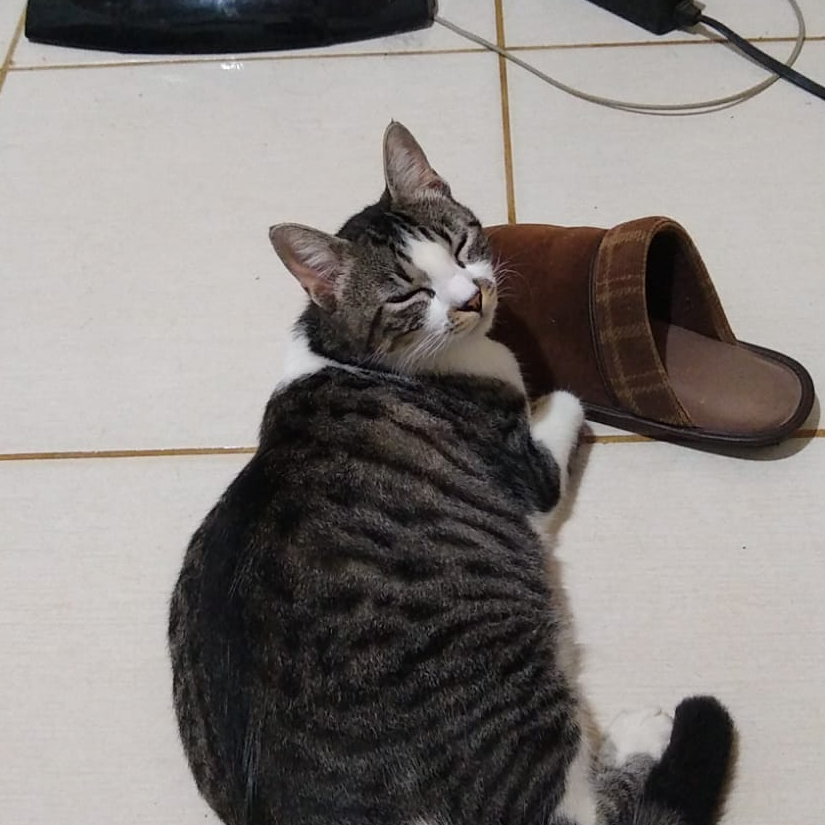 Andressa Evelyn Schnaider