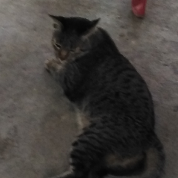 ดึหหัี้ฟภำภคดุ