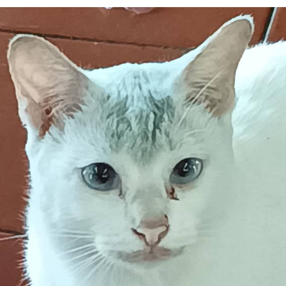 CrazyTiger