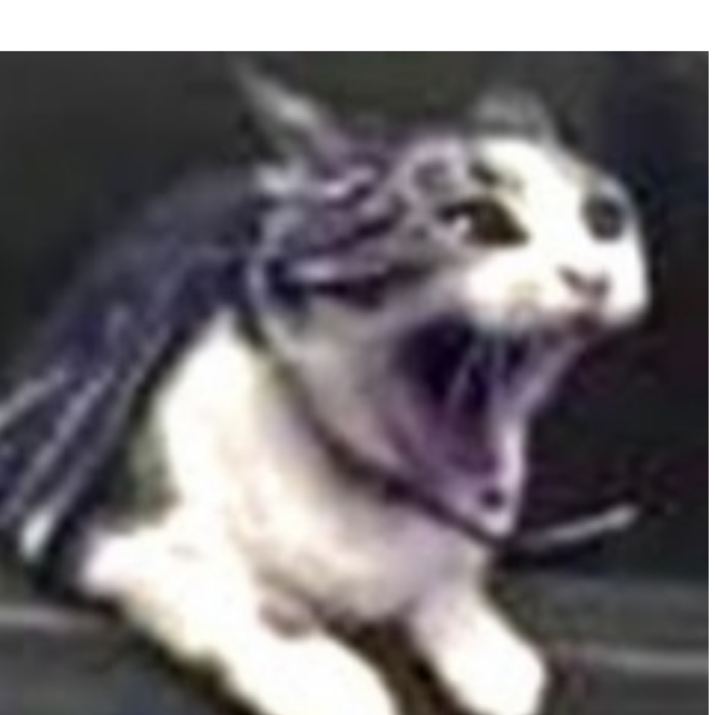 cat screaming 101