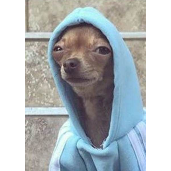 Doggo with a hoodie