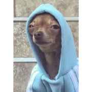 Doggo with a hoodie