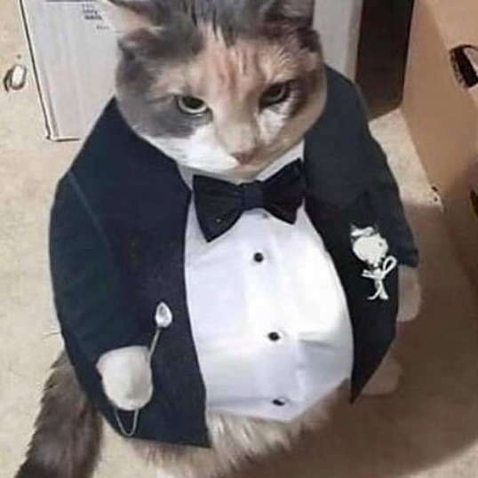 cat👍👍
