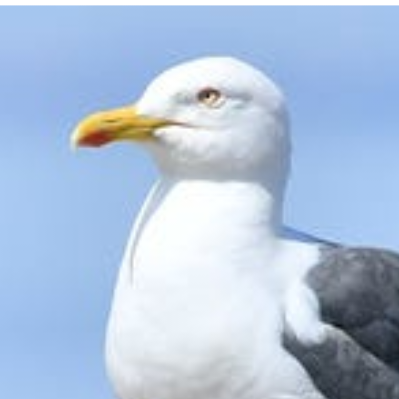 Birdofirdo