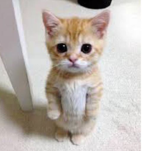 Meow meow lover