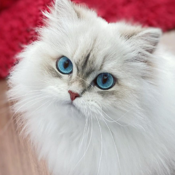 MarrieKitty