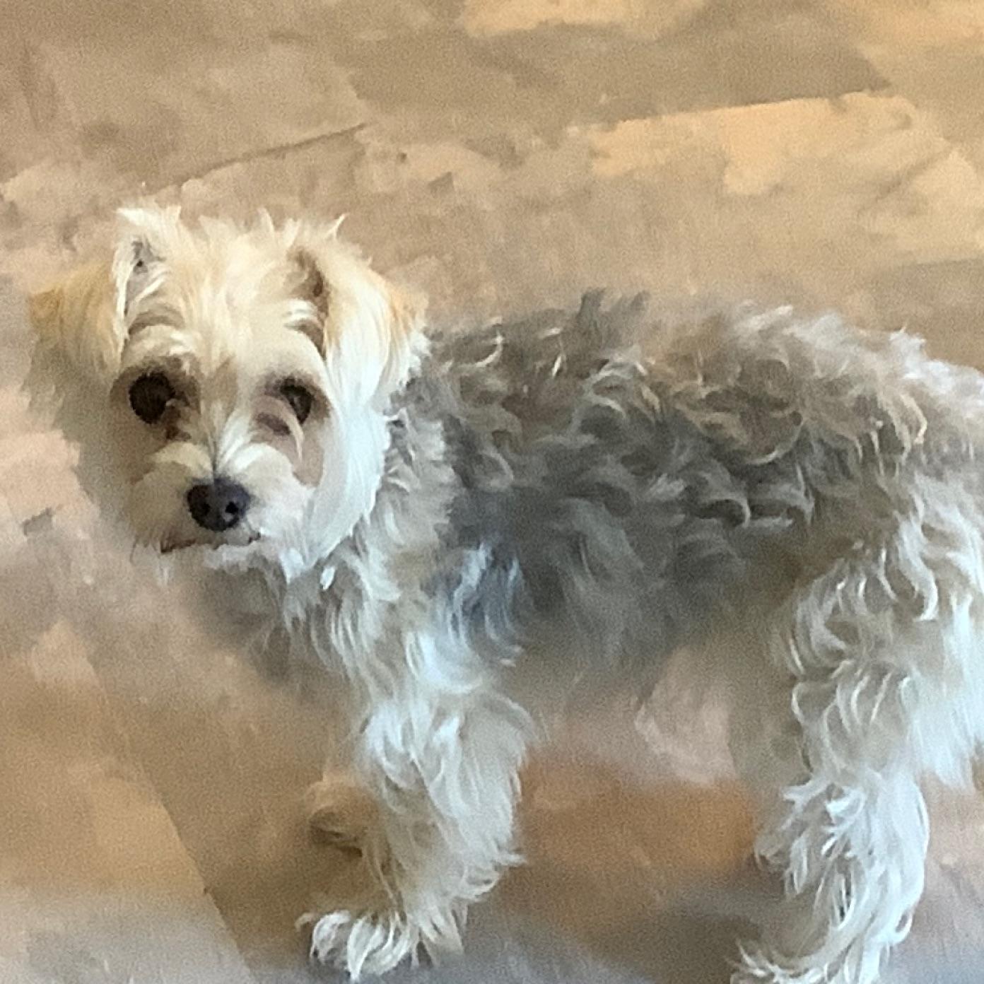 Scooby Doo the mystery machine