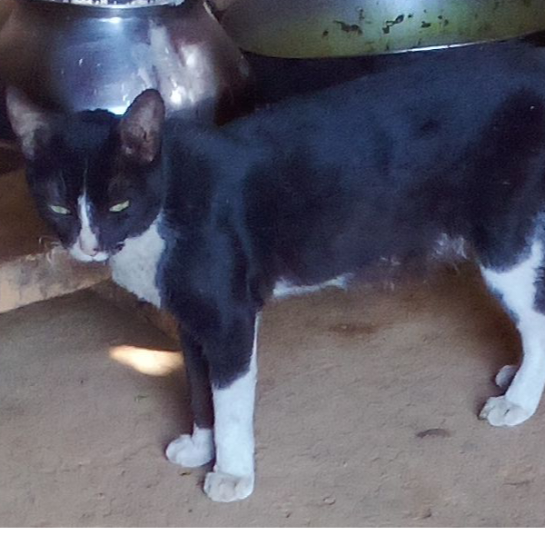 YO Yo TiMI
Mobile legends 