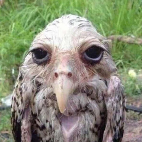 Owl. 
