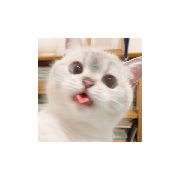 evan bukan kucing :v